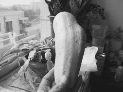 怀孕吃茭瓜,茭瓜助力母婴健康