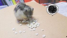 带你吃瓜养仓鼠,带你走进“吃瓜养仓鼠”的趣味生活