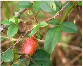 小桂子吃瓜,揭秘娱乐圈背后的秘密