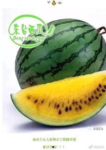 北杨集吃瓜,一场别开生面的“吃瓜”盛宴