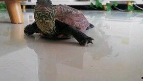 吃瓜的鬼龟,揭秘神秘生物的趣味生活