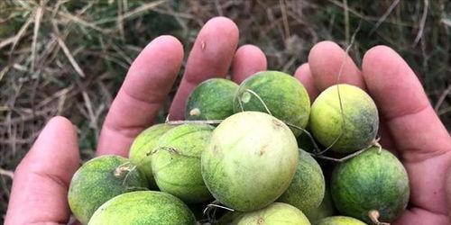 屎瓜咋吃,屎瓜的多样食用方法揭秘