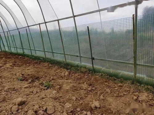 围栏doi吃瓜,揭秘吃瓜群众的网络狂欢