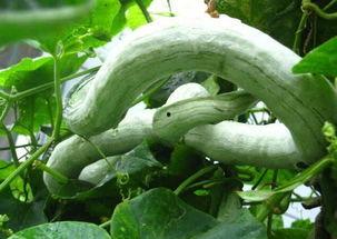 庄奶奶吃蛇瓜,一场味蕾与自然的邂逅