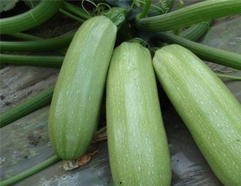 吃西湖瓜有什么好处,夏日消暑养生，尽享健康美味之道”