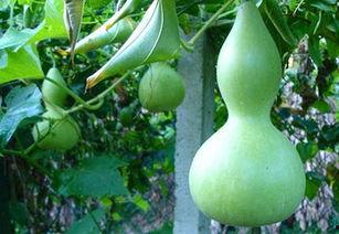 吃蒲瓜好拉屎,轻松享受顺畅排便体验