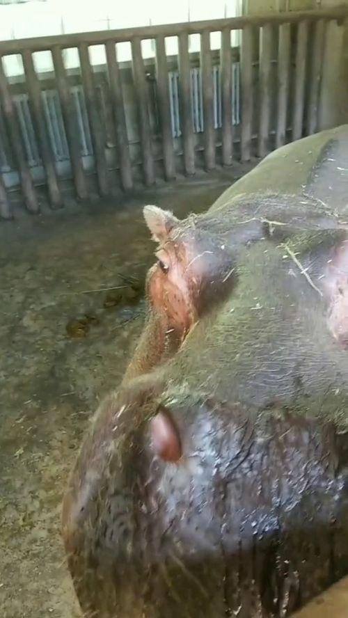 恐怖嘴吃瓜,揭秘娱乐圈背后的惊悚真相