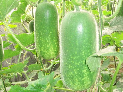 吃瓜怎么办,轻松应对网络八卦，保持理智与清醒