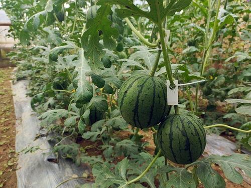 吃瓜小瓜,揭秘娱乐圈那些不为人知的幕后故事