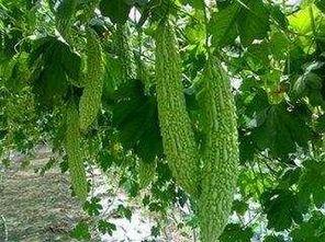 吃瓜修行,揭秘网络时代下的心灵成长之路