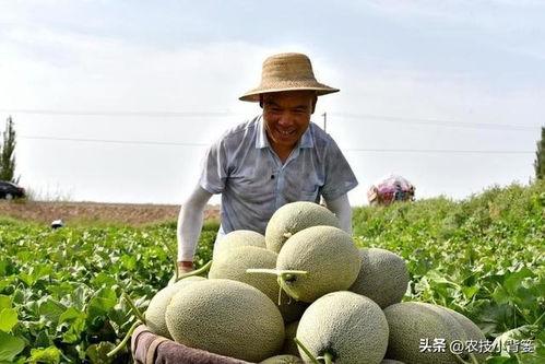 为什么吃瓜会发苦,吃瓜为何会变苦的惊人真相