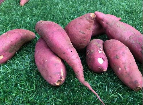 吃红薯能吃瓜吗