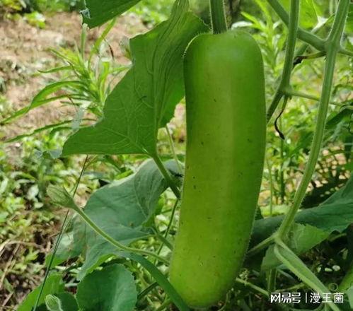 晚上吃的瓜视频,跟随“晚上吃的瓜”视频探寻美食背后的故事