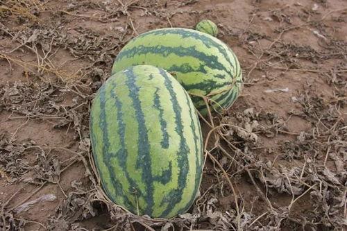 小义吃瓜,揭秘娱乐圈那些不为人知的幕后故事