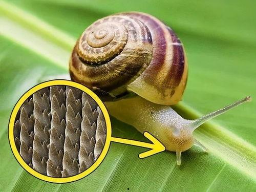 蜗牛吃瓜阅读理解,一场关于成长与探索的奇幻之旅