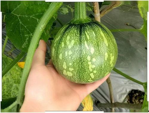 大发吃小瓜,一场美食与文化的盛宴